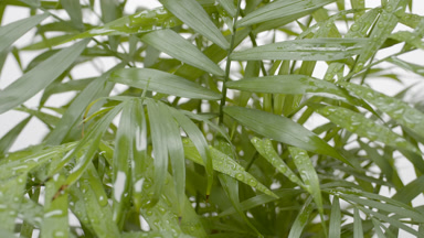 Close-up of wet chamaedorea elegans plant on white background