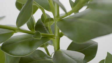 Big close-up crane shot of rubber fig plant on grey background