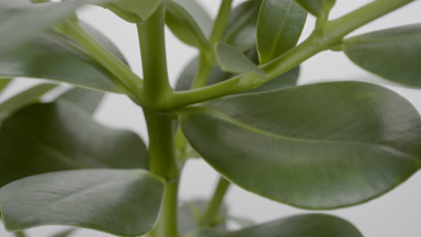 Extreme close-up crane shot of rubber tree on grey background