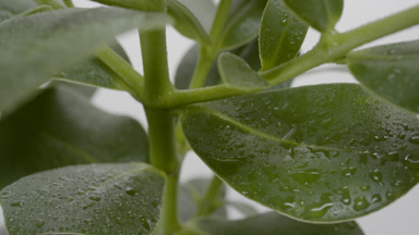 Extreme close-up shot of wet rubber plant on grey background