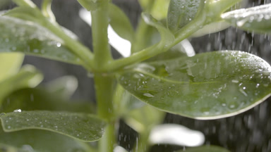 Rubber fig plant is being sprayed on black background