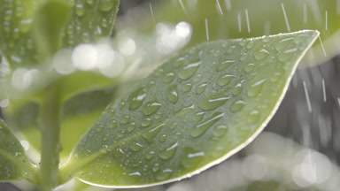 Rain falls on rubber tree leaves and raindrops roll down on them