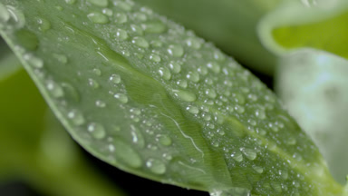 Macro of water drop drips on wet rubber fig leaf rolling down