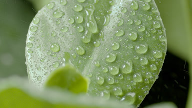 Rain falls down on rubber fig leaf and raindrops roll down on it