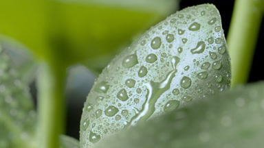 Macro of water drop drips on wet rubber plant leaf rolling down