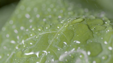 Rain falls down on green leaf and raindrops roll down on it
