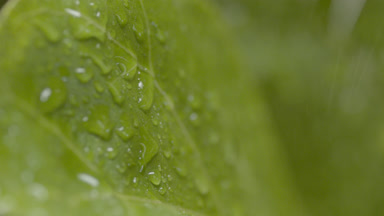 Detail shot of water drops roll down on green leaf while raining