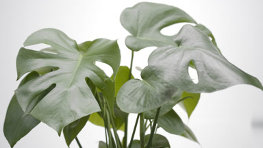 Monstera leaves are trembling by draft wind on grey background