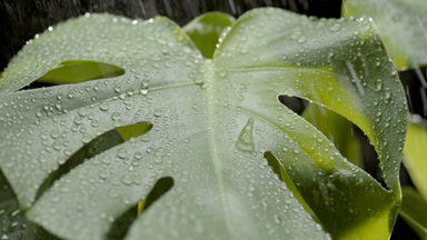 Rain falls on well-lit monstera leaf and drops roll down on it