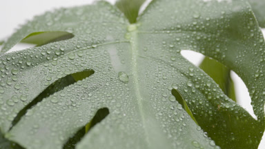Macro shot of monstera leaf is being misted on grey background