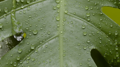 Rain falls on trembling monstera leaf and drops roll down on it