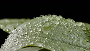 Drop drips on wet green leaf rolling down making it trembling