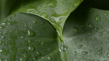 Raindrops rolling down on green leaf drip down from leaf tip
