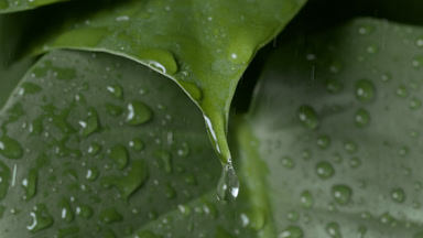 Rain falls on leaf making it trembling, drops drip from leaf tip