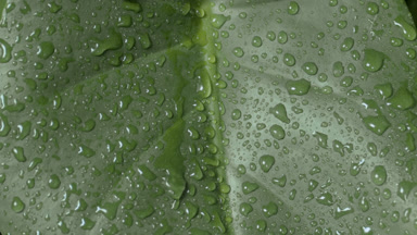 Macro of raindrops roll down on green leaf while rain falls down