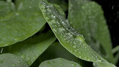 Rain falls on leaves making them trembling, raindrops roll down
