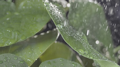 Drops fall on well-lit leaves making them trembling rolling down