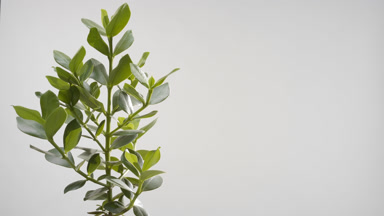 Well-lit ficus being trembled by draft wind on grey background