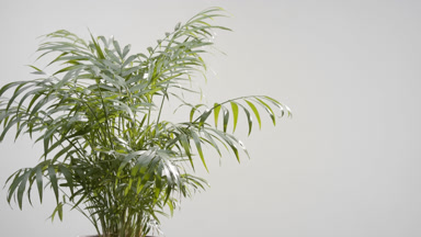 Well-lit chamaedorea trembled by draft wind on grey background