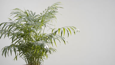 Well-lit parlour palm trembled by draft wind on grey background