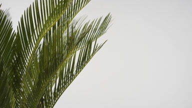 Cycas revoluta being trembled by draft wind on grey background