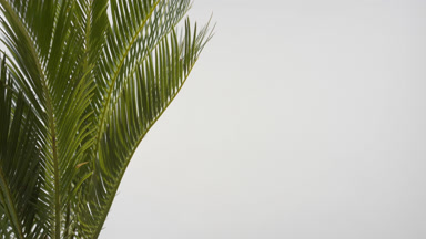Cycas plant is being trembled by draft wind on grey background