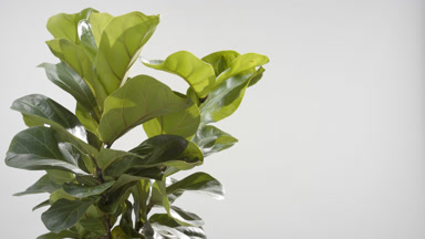 Well-lit ficus lyrata trembled by draft wind on grey background