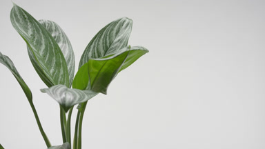 Dieffenbachia leaves trembled by draft wind on grey background