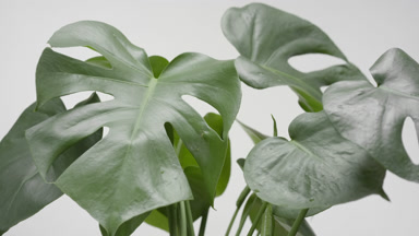 Monstera leaves being trembled by draft wind on grey background