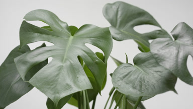 Draft wind making monstera leaves trembling on grey background