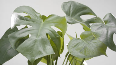 Big close up of wind making well-lit monstera leaves trembling