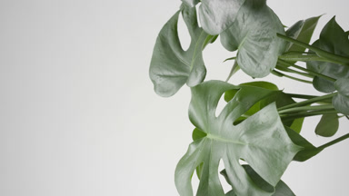 Draft wind is making monstera trembling on grey background