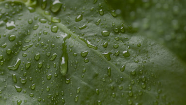 Macro of water drop spontaneously rolls down on wet green leaf