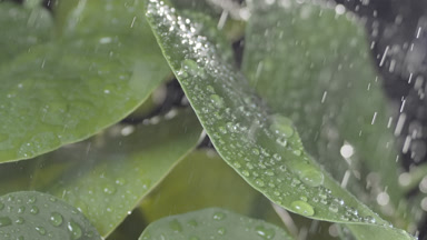 Drops fall on well-lit leaves rolling down making them trembling