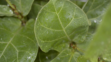 Tropical rain falls down on ficus lyrata plant making it wet