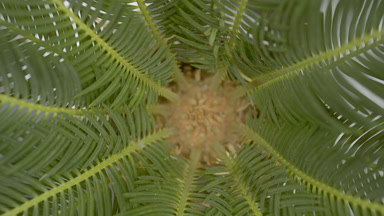 Top view extreme close-up turntable shot of sago palm plant