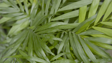 Top view big close-up turntable shot of trembling parlour palm