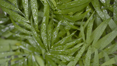 Tropical rain falls down on neanthe bella palm making it wet