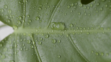 Macro shot of monstera leaf is being sprayed on grey background