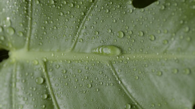 Rain falls down on monstera leaf and raindrops roll down on it