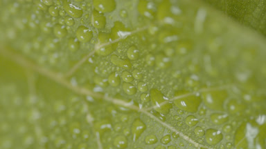 Macro of multiple water drops moving on fiddle-leaf fig leaf