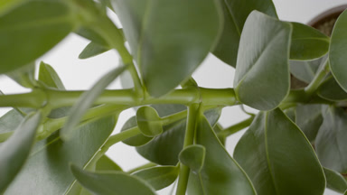 Vertical crane shot of ficus elastica plant on grey background