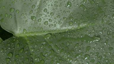 Macro shot of raindrops roll down on green leaf while raining
