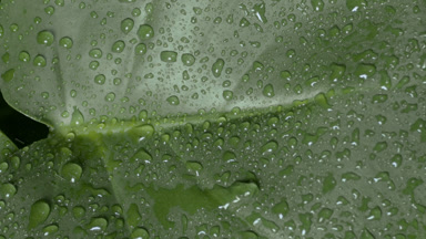 Detail shot of raindrop rolls down on green leaf while raining