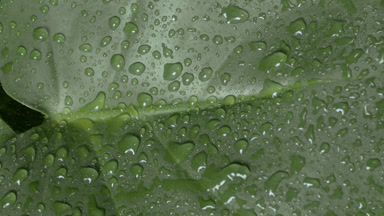 Detail shot of raindrops roll down on green leaf while raining