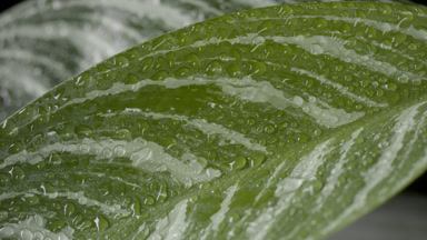 Macro of drops roll on dieffenbachia leaves while being misted