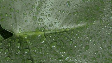 Detail of drops roll on green leaf while it is being sprayed