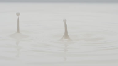 White opaque fluid is dripped splashing on white background