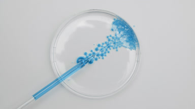 Long dropper drains blue tansy oil into Petri dish with water