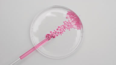 Long chemical dropper drains rose oil into Petri dish with water